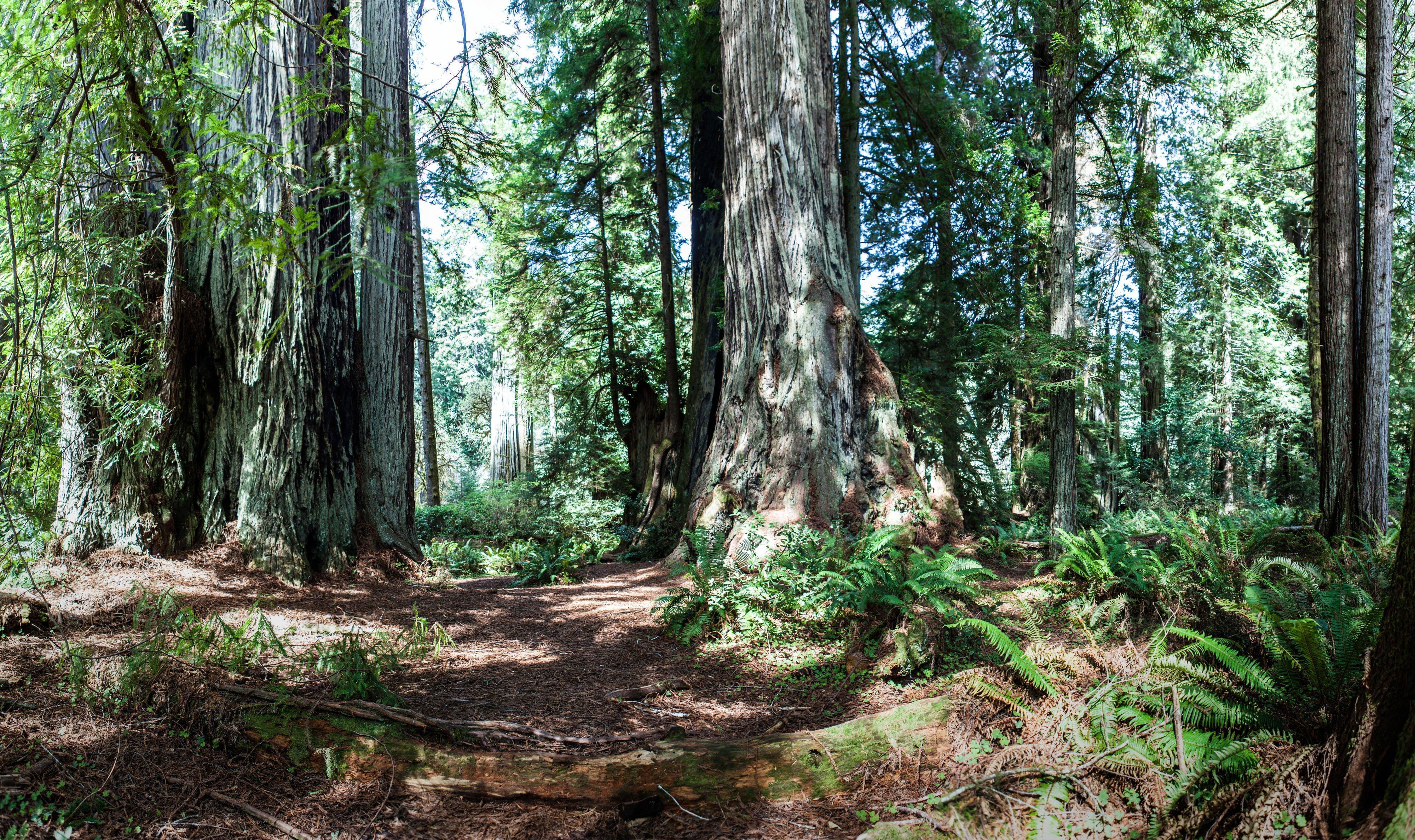 Holiday Inn Express Redwood National Park By Ihg Klamath Luaran gambar