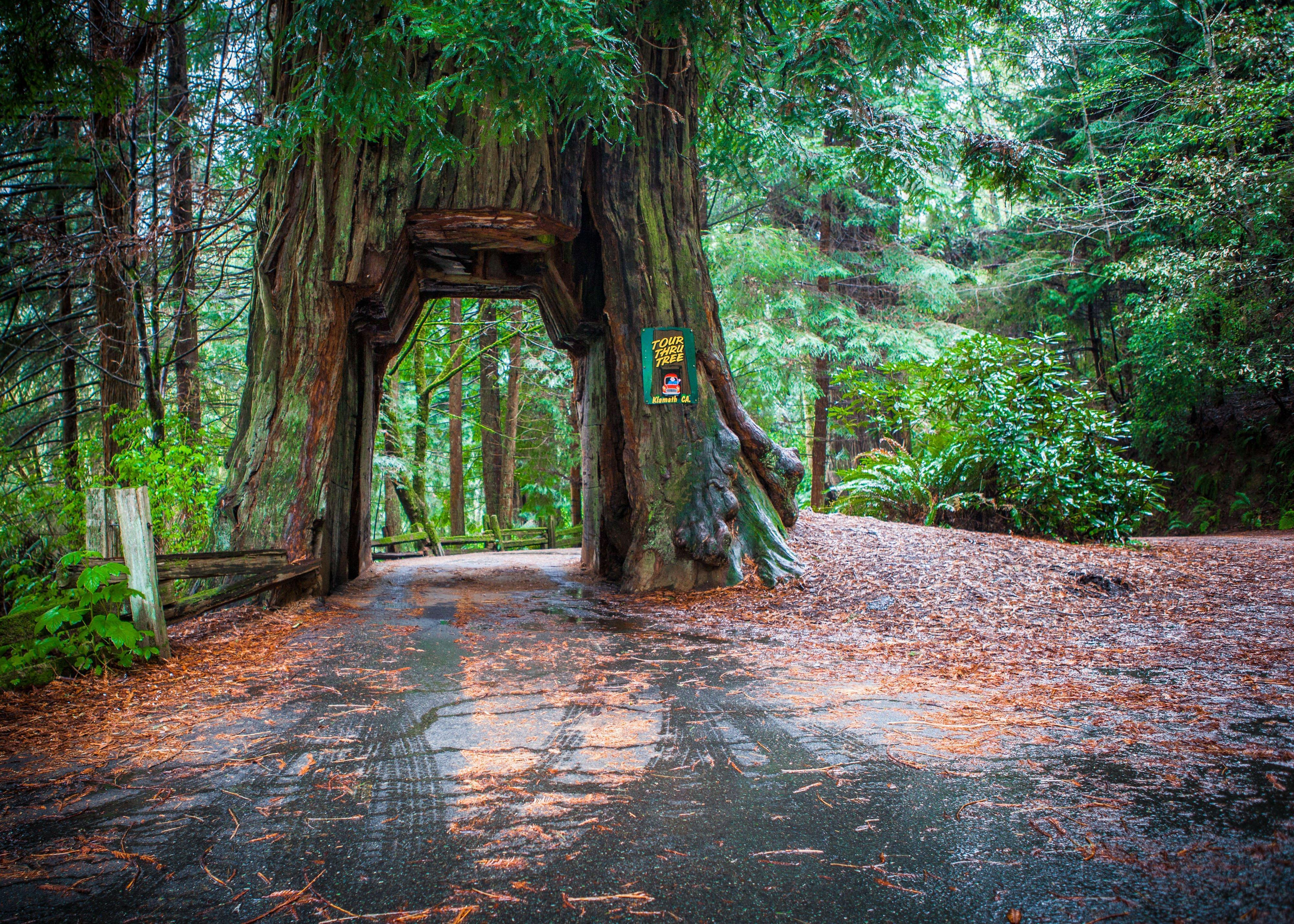 Holiday Inn Express Redwood National Park By Ihg Klamath Luaran gambar